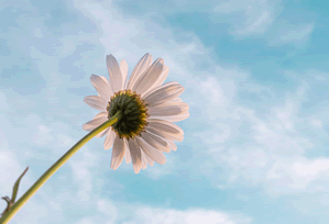 冷门知识:女人与公狍交酡过程高清视频的另类解读